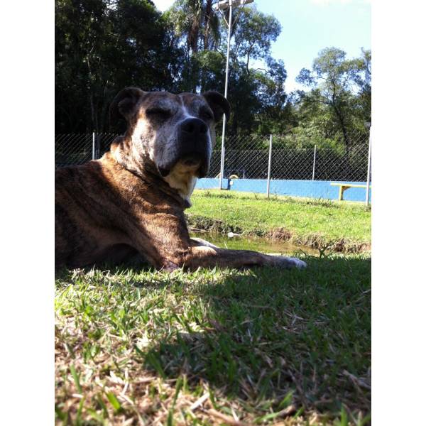 Preço de Hotel de Cachorro no Ibirapuera - Hotel para Dog