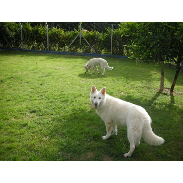 Preço de Hotel de Cachorros em Moema - Hotel para Cães em SP