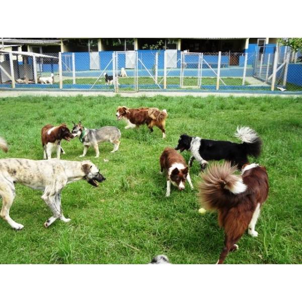 Preço de Hotel de Cães no Brooklin - Hotel para Cães em SP