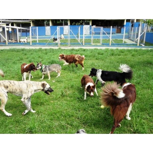 Preço de Hotel de Cães no Morumbi - Hotel para Cachorro Diária