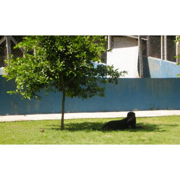 Preço de Hotel para Cães em Carapicuíba - Hotel para Dog