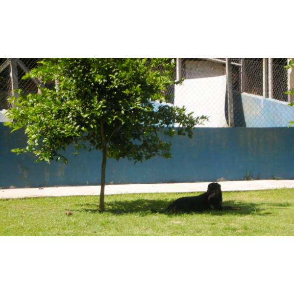 Preço de Hotel para Cães no Jardim Europa - Hotel para Cachorro Quanto Custa