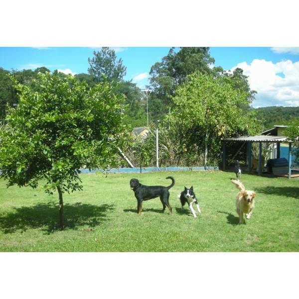 Preço de Hotel para Cão na Vila Leopoldina - Hotel para Cachorro Diária