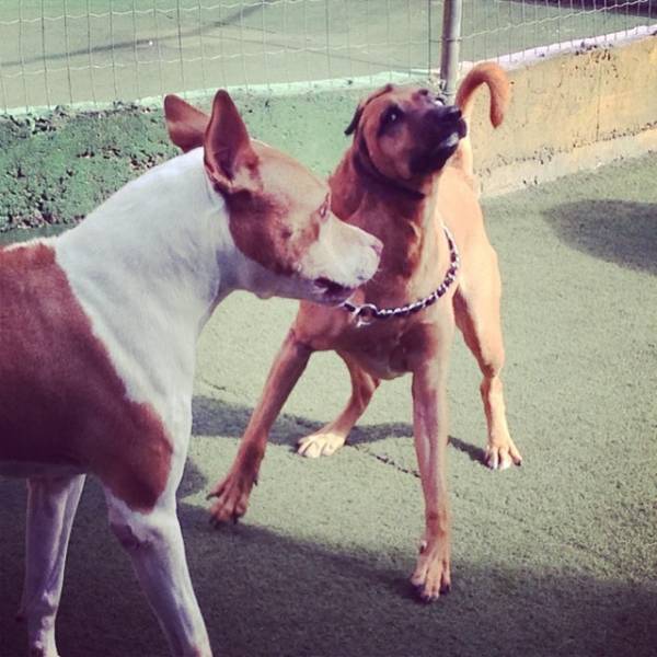 Preço de Hotelzinho de Cachorro em Carapicuíba - Hotelzinho para Cachorro