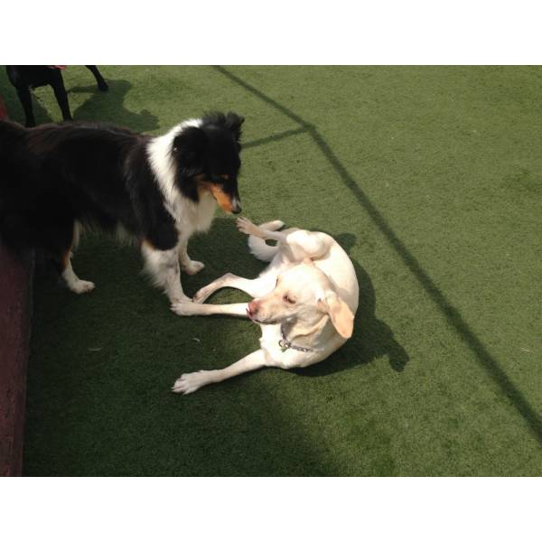Preço de Hotelzinho de Cães  no Socorro - Hotelzinho para Cachorro no Morumbi