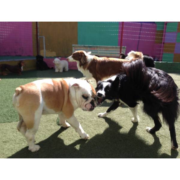 Preço de Hotelzinho de Cão  no Aeroporto - Hotelzinho para Cachorro na Vila Madalena