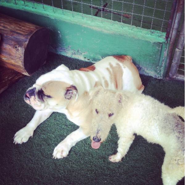 Preço de Hotelzinho na Lapa - Hotelzinho para Cachorro no Brooklin