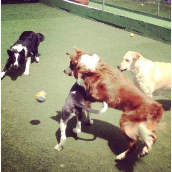 Preço de Hotelzinho para Cães em Cajamar - Hotelzinho para Cão