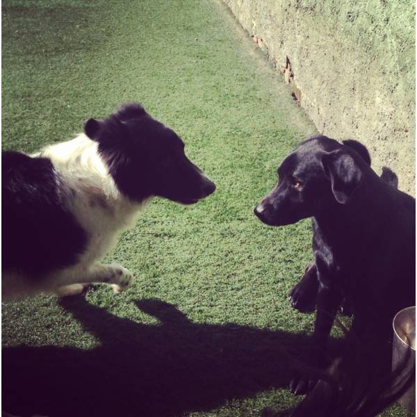 Preço de Hotelzinho para Cão  no Jardim Bonfiglioli - Hotelzinho Cachorro