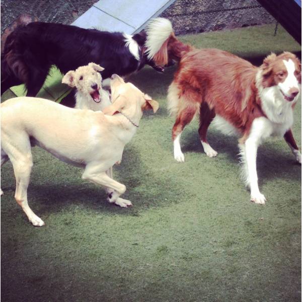 Preço  Hotelzinho em Carapicuíba - Hotelzinho para Cachorro no Brooklin