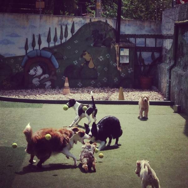 Preços de Adestrador para Cães em Perdizes - Adestrador de Cães na Vila Madalena