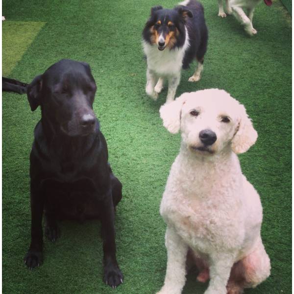 Preços de Adestrador para Cão em Perdizes - Adestrador de Cães em Santo Amaro