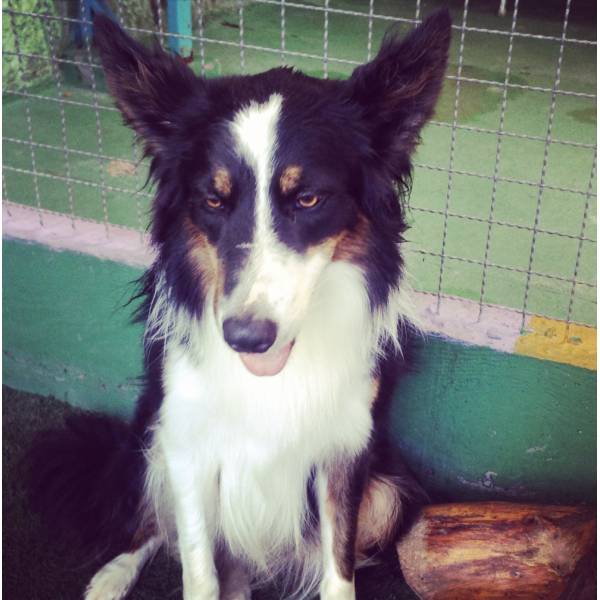 Preços de Adestradores de Cachorro no Butantã - Adestrador de Cães no Brooklin