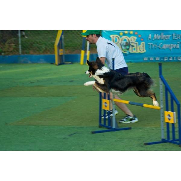 Preços de Adestradores para Cachorro em Barueri - Serviço de Adestrador de Cães