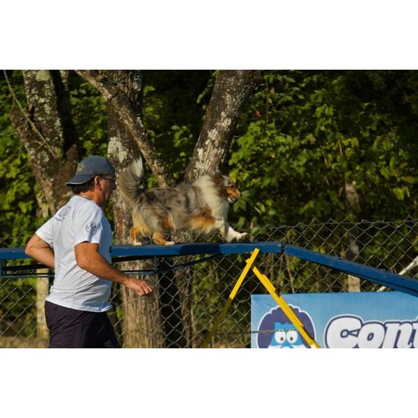 Preços de Adestradores para Cães em Carapicuíba - Serviço de Adestrador de Cachorro Preço