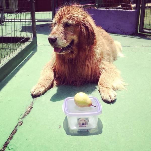 Preços de Adestramento de Cachorro no Jardim Paulista - Empresa de Adestramento de Cães