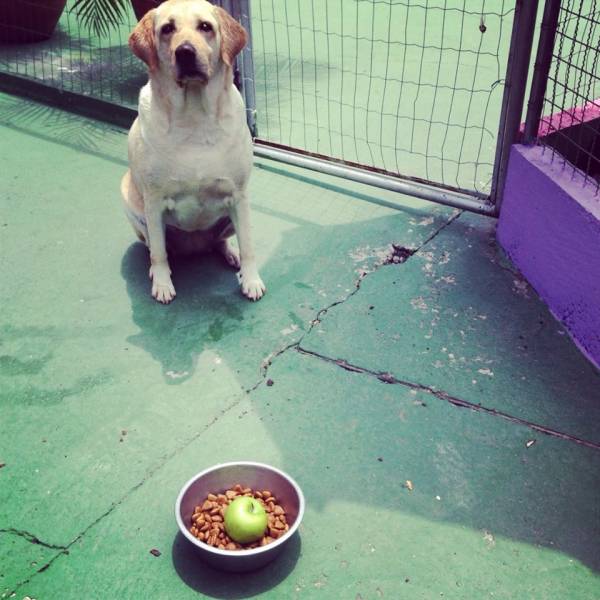 Preços de Adestramento de Cachorros na Pedreira - Adestramento de Cães em Santo Amaro