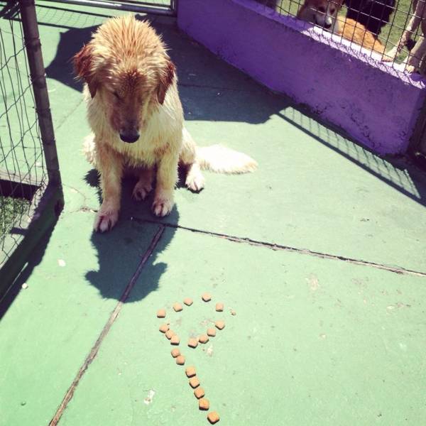 Preços de Adestramento para Cachorros no Alto da Lapa - Adestramento de Cães no Morumbi