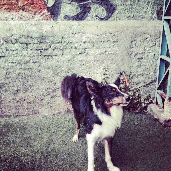 Preços de Creche de Cachorro	 na Água Branca - Creche para Cães Preço