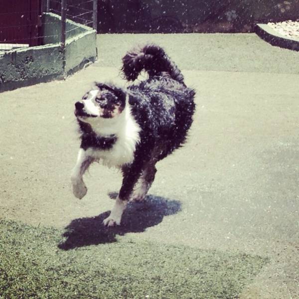 Preços de Creche de Cachorros	 no Jardim Paulista - Creche de Cães