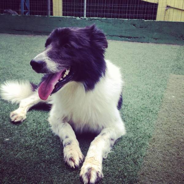 Preços de Creche de Cães em Carapicuíba - Creche para Cachorro no Morumbi