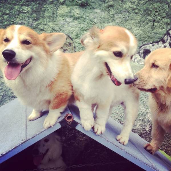 Preços de Creche para Cachorros em Interlagos - Creche de Cães