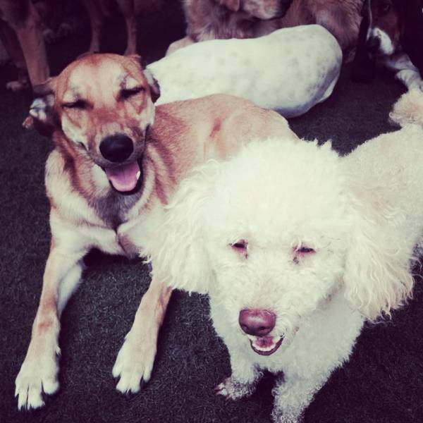 Preços de Creche para Cães no Jaguaré - Creche para Cachorro em Pinheiros Preços de Creche para Cães no Jaguaré - Creche para Cachorro em Pinheiros