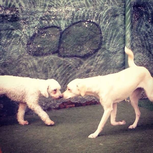 Preços de Creche para Cão em Carapicuíba - Creche Pra Cachorro