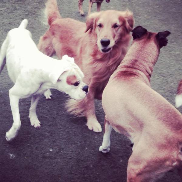 Preços de Creches de Cachorro em Carapicuíba - Creche para Cães Preço