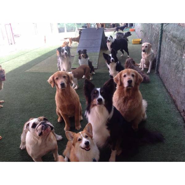 Preços de Creches de Cachorros em Santo Amaro - Creche para Cães Preço
