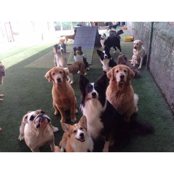 Preços de Creches de Cachorros no Campo Limpo - Creche de Cães