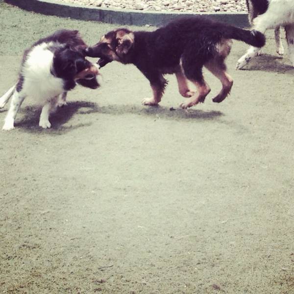 Preços de Creches de Cão  em Alphaville - Creche para Cachorro Preço