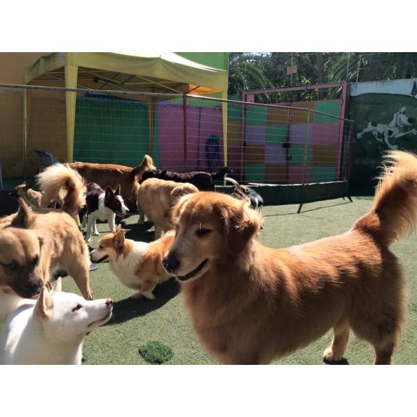 Preços de Creches para Cachorro em Santo Amaro - Creche Pra Cachorro