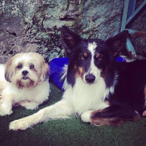 Preços de Creches para Cachorros na Vila Sônia - Creche para Cães Preço