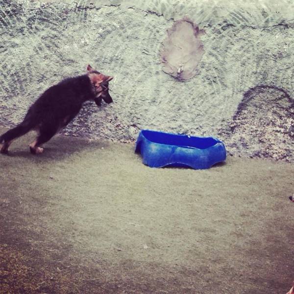 Preços de Creches para Cães no Jardim São Luiz - Creche para Cachorro Preço