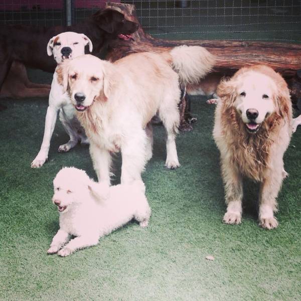 Preços de Creches para Cão  em Raposo Tavares - Creche para Cachorro em Pinheiros