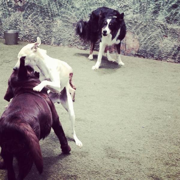 Preços de Daycare de Cachorros em Cajamar - Serviço de Daycare Canino