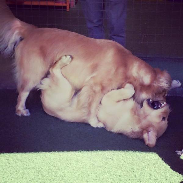 Preços de Daycare de Cães em Interlagos - Dog Care em Cotia