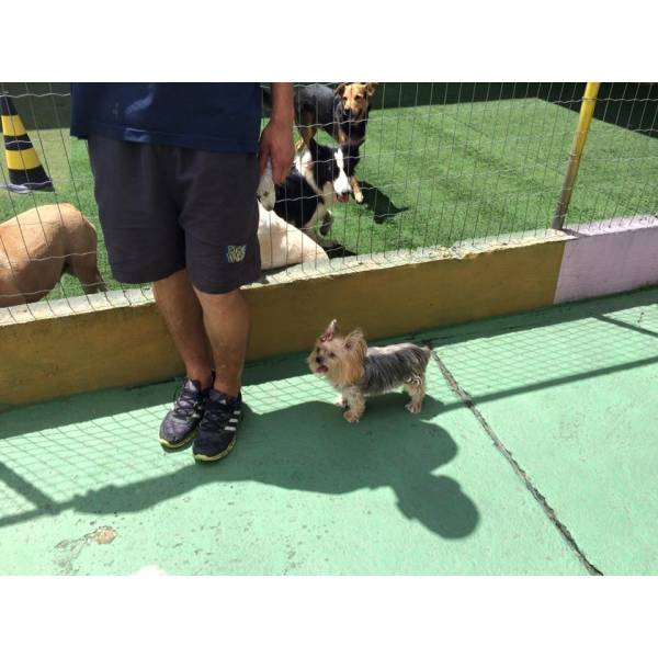 Preços de Daycare na Vila Mariana - Day Care Dogs