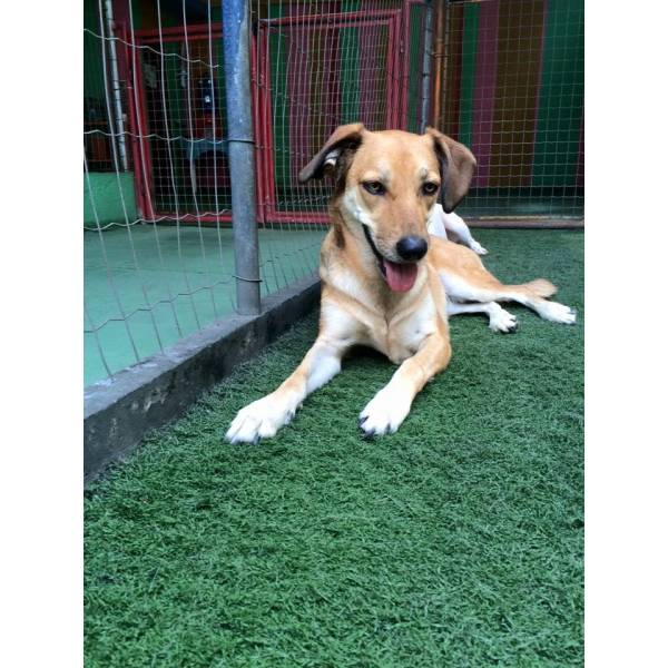 Preços de Daycare para Cachorro no Jardim São Luiz - Day Care Cachorro