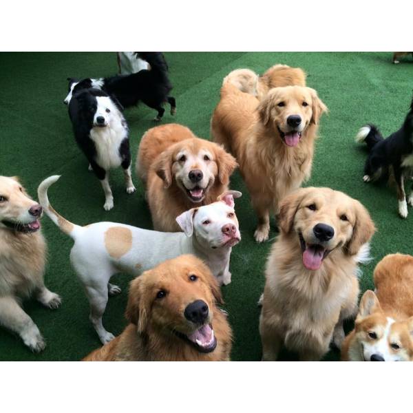 Preços de Daycare para Cachorros na Vila Sônia - Day Care Dog