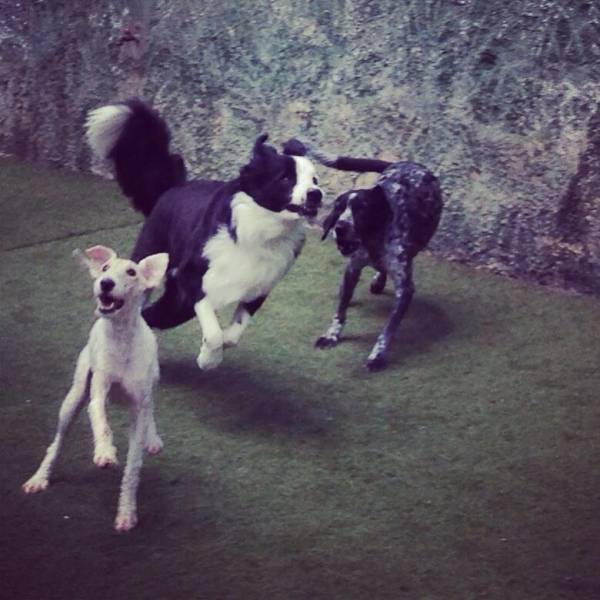 Preços de Daycare para Cães em Embu das Artes - Dog Care no Itaim Bibi