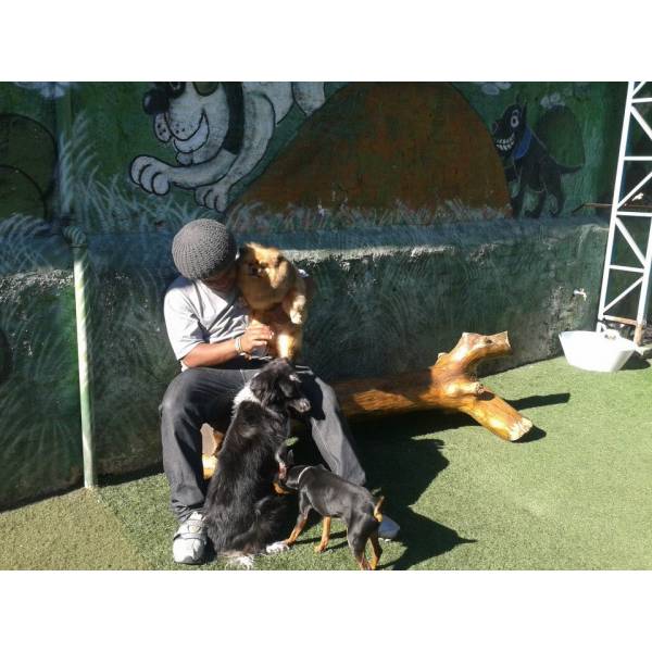 Preços de Daycare para Cão  em Alphaville - Dog Care em Pinheiros