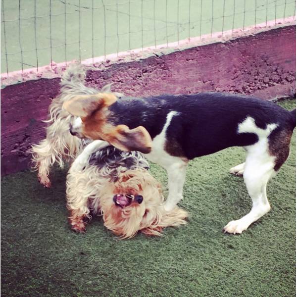 Preços de Hospedagem para Animais em Santana de Parnaíba - Hotel para Animais no Butantã