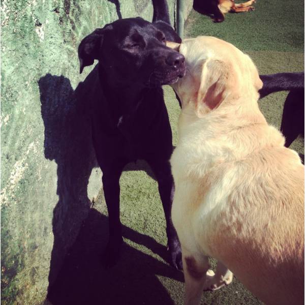 Preços de Hospedagens Animal no Jardim Paulista - Hotel para Animais no Butantã