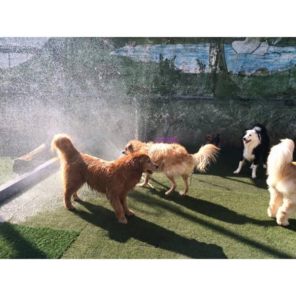 Preços de Hospedagens de Animais em Cajamar - Hotel para Animais na Zona Sul