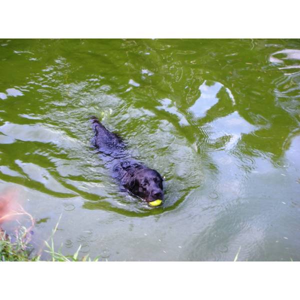 Preços de Hotéis de Cachorro em Cajamar - Hotel para Cachorro Quanto Custa