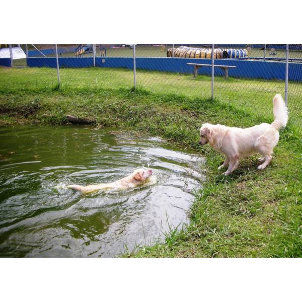 Preços de Hotéis de Cães em Taboão da Serra - Quanto Custa Hotel para Cachorro