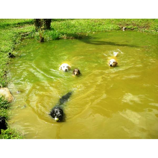 Preços de Hotéis para Cachorro em Interlagos - Hotel para Cachorro Quanto Custa