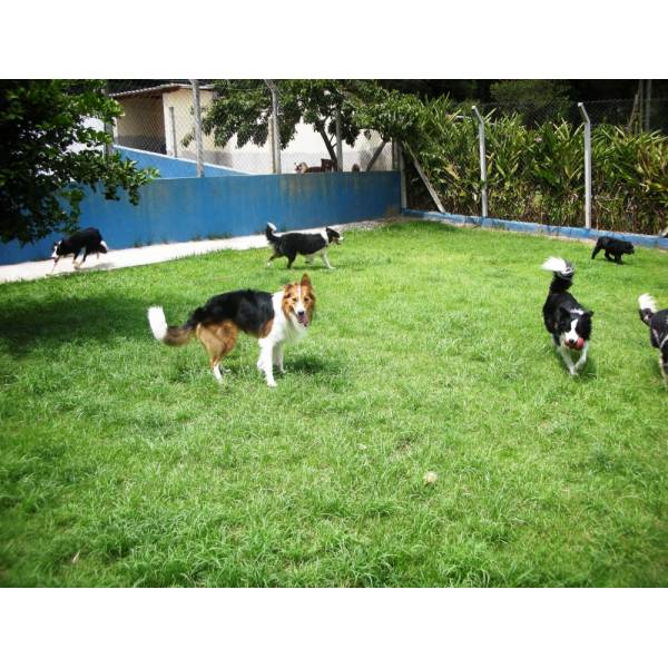 Preços de Hotéis para Cachorros no Ibirapuera - Hotel para Cachorro Quanto Custa